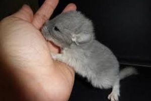 Baby chinchilla playing. Chinchilla on shoulder. Chinchilla baby cute. Cute animals videos.