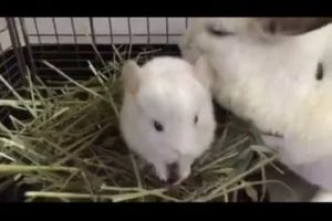 Baby chinchillas playing. Cute little animals. Animals laughing  videos.