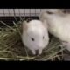 Baby chinchillas playing. Cute little animals. Animals laughing  videos.