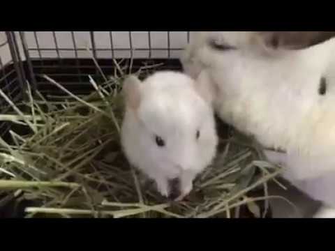 Baby chinchillas playing. Cute little animals. Animals laughing videos.
