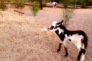 Baby miniature donkey plays with a teddy bear [cute animals doing funny things] cutest animals ever