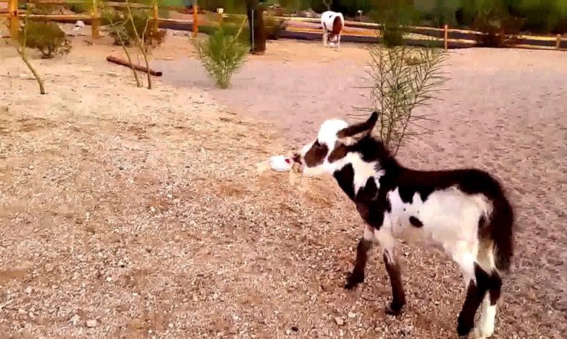 Baby miniature donkey plays with a teddy bear [cute animals doing funny things] cutest animals ever