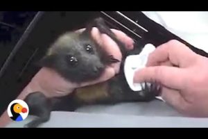 Bat Woman Rescues Hundreds Of Bats | The Dodo