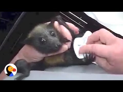 Bat Woman Rescues Hundreds Of Bats | The Dodo