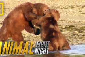 Bears Brawl Over Blubber Banquet | Animal Fight Night