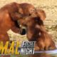 Bears Brawl Over Blubber Banquet | Animal Fight Night