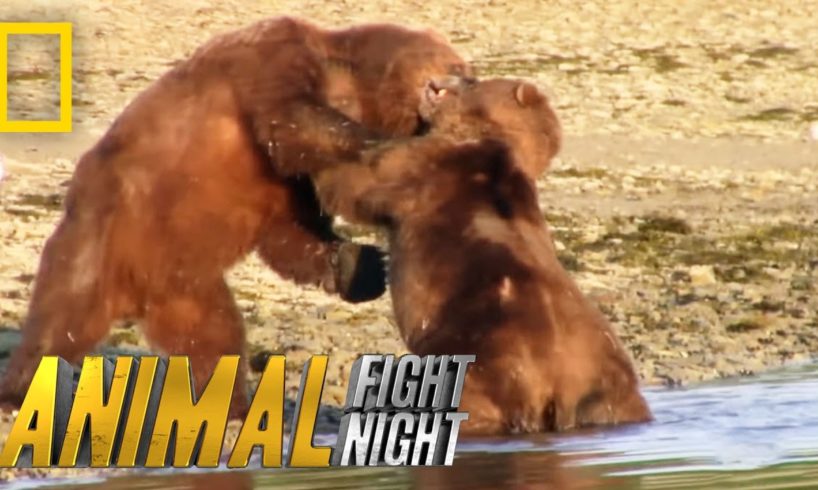 Bears Brawl Over Blubber Banquet | Animal Fight Night