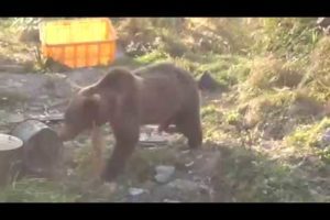 Bears vs Dogs Animal Fights in Siberia