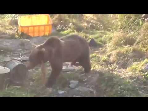 Bears vs Dogs Animal Fights in Siberia