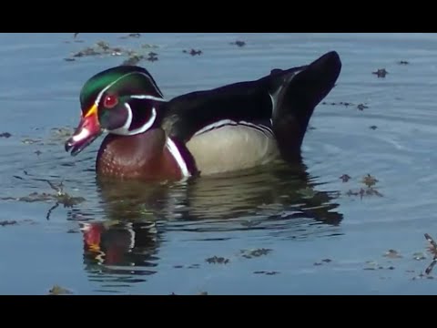 Beautiful Relaxing Nature Video ! 100's Of Animals, Stunning Scenic !