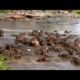 Best Animal Fight