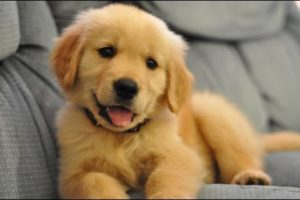 Best Of Cute Golden Retriever Puppies Compilation