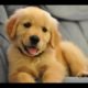 Best Of Cute Golden Retriever Puppies Compilation