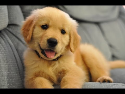 Best Of Cute Golden Retriever Puppies Compilation