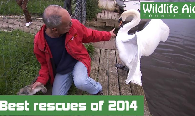 Best animal and wildlife rescues - Wildlife Aid