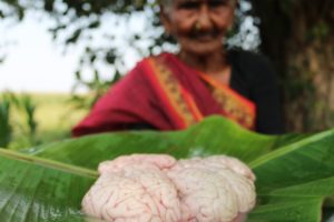 Bheja Fry Recipe || Yummy Goat Brain Fry By Granny || Country Foods