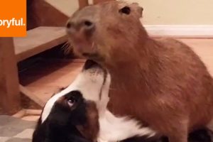 Big Capybara Plays With Border Collie Friend (Storyful, Wild Animals)