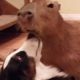 Big Capybara Plays With Border Collie Friend (Storyful, Wild Animals)