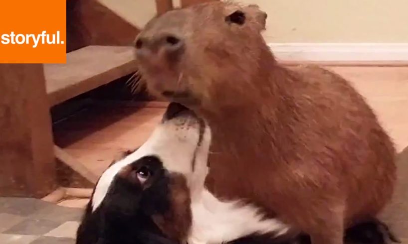 Big Capybara Plays With Border Collie Friend (Storyful, Wild Animals)