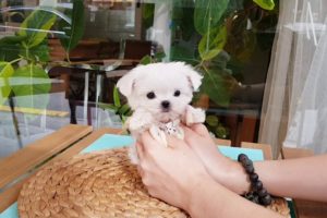 Big eyes maltese mini maltese videos lovely and cutest puppies - Teacup puppies KimsKennelUS