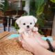 Big eyes maltese mini maltese videos lovely and cutest puppies - Teacup puppies KimsKennelUS