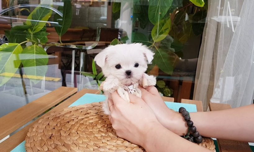 Big eyes maltese mini maltese videos lovely and cutest puppies - Teacup puppies KimsKennelUS