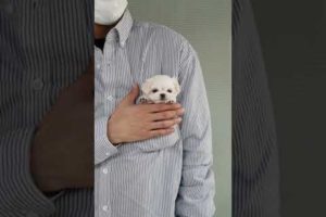 Big eyes maltese mini maltese videos lovely and cutest puppy - Teacup puppies KimsKennelUS