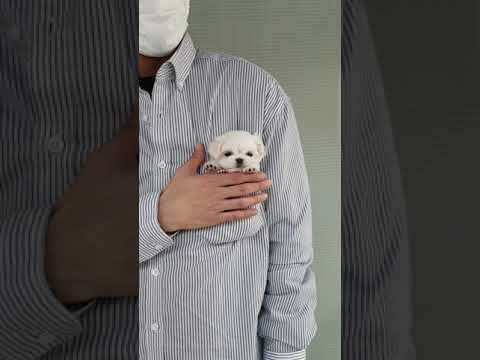 Big eyes maltese mini maltese videos lovely and cutest puppy - Teacup puppies KimsKennelUS