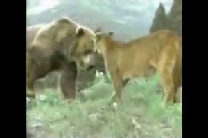 Biggest wild animal fights 2