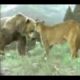 Biggest wild animal fights 2