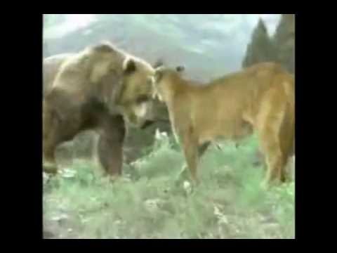 Biggest wild animal fights 2