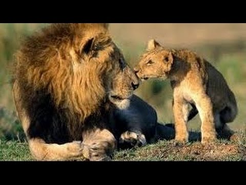 Biggest wild animal fights !!