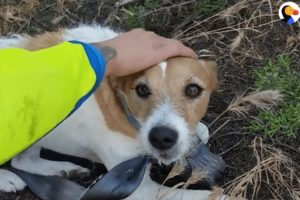 Bikers Rescue Dog Lost In Middle Of Nowhere | The Dodo