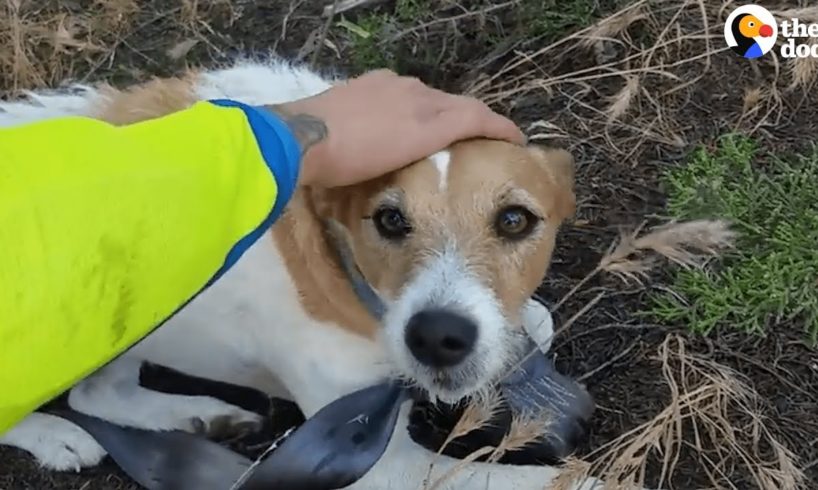 Bikers Rescue Dog Lost In Middle Of Nowhere | The Dodo