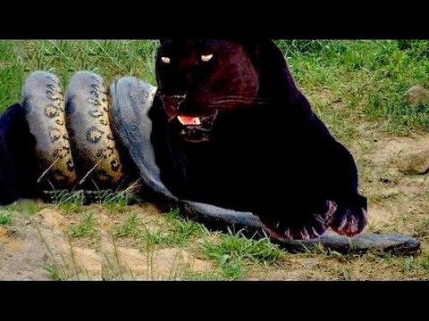 Black Jaguar attacks Giant Anaconda - Wild animal fights for life #10
