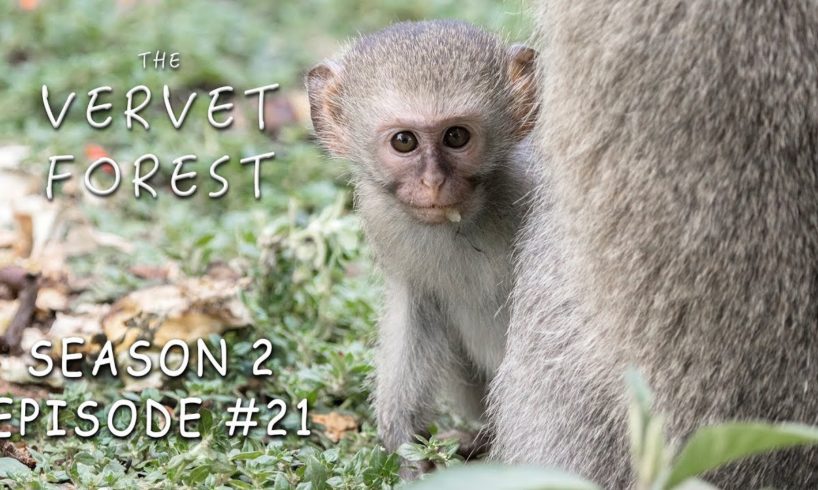Blind Monkey Bell Meets Foster Mom / Vera Moves to Skrow Troop - Vervet Forest - S2 Ep21