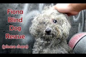 Blind dog rescue: Fiona - Please SHARE on FB & Twitter and help us raise awareness.  Thanks!