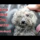 Blind dog rescue: Fiona - Please SHARE on FB & Twitter and help us raise awareness.  Thanks!