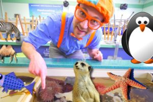 Blippi at the Zoo | Learn Animals for Children and Toddlers