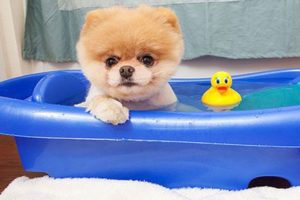 Boo - The World's Cutest Dog Video Compilation | Pomeranian Puppies cute pet