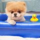 Boo - The World's Cutest Dog Video Compilation | Pomeranian Puppies cute pet