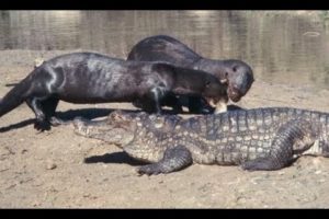 Brazilian otters attack cayman - Animal fights