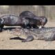 Brazilian otters attack cayman - Animal fights