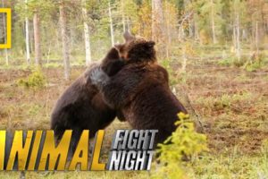 Brown Bear Battle: It's On! | Animal Fight Night