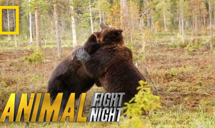 Brown Bear Battle: It's On! | Animal Fight Night