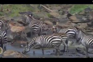 Brutal Animal Fight and Death