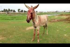 Brutally beaten donkey is loved at last - Animals Rescued  Ep 13