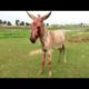 Brutally beaten donkey is loved at last - Animals Rescued  Ep 13