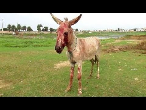 Brutally beaten donkey is loved at last - Animals Rescued  Ep 13