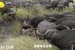 Bufallows Kills Lion - Animal Fights